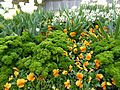 ̺ English: curley leaf parsley in a flower-bed