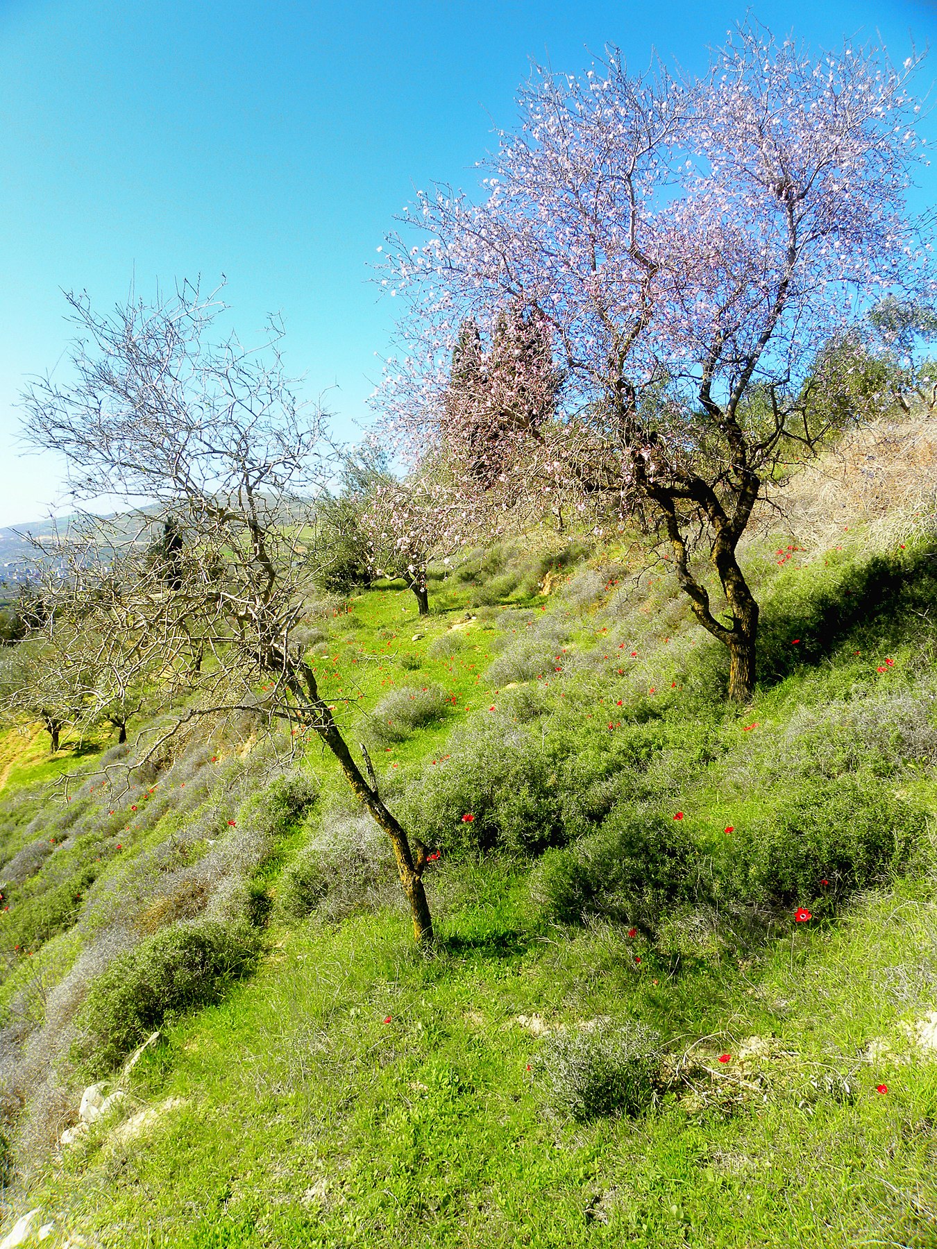 8. Nature in Burin by Ammar Qadous