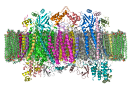 Cytochrome C Oxidase 1OCC in Membrane 2.png