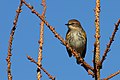 79 Dendroica coronata PJC uploaded by Cephas, nominated by Cephas