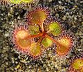 Drosera rupicola habit