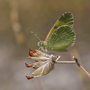 Eastern greenish black-tip (Euchloe penia) underside Macedonia