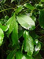 Foliage; near Panguipulli, Chile