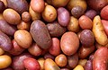 Solanum tuberosum (potato) SOUTH AMERICA