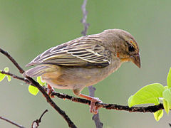 Sakalava Weaver female RWD4.jpg