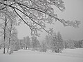 English: Frosty trees in Tullisaari Suomi: Huurteisia puita Tullisaaressa