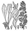 Solidago puberula