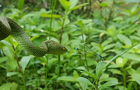 pit viper