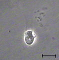 Codosiga sp. cell