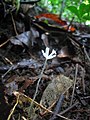 Burmannia congesta, Mount Kupe, Cameroon. Taken on 04/09/2006