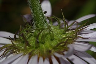 Erigeron peregrinus