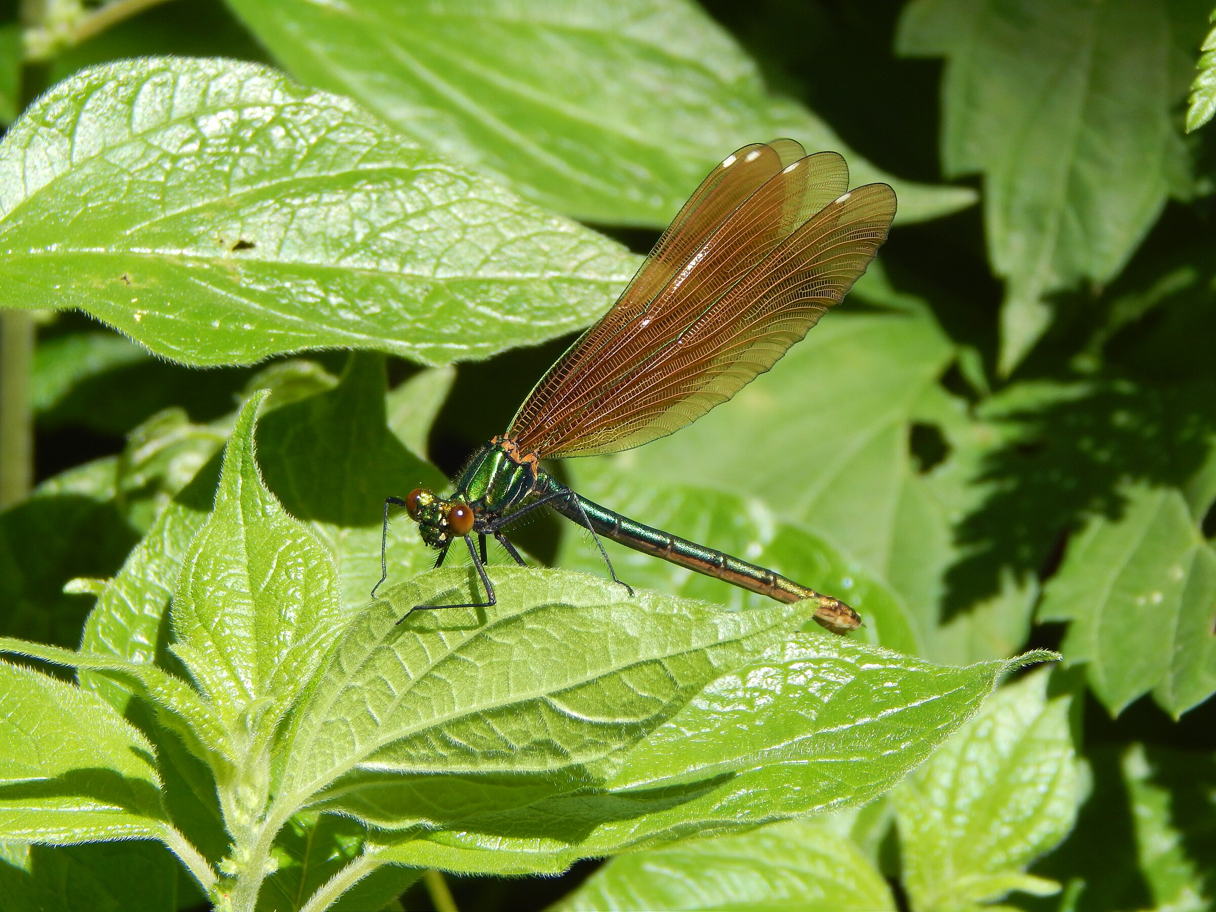 Female banded demoiselle in Rusenski Lom Nature Park (Iliana Teneva)