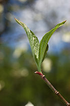 Cornus florida