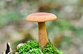 Lactarius britannicus