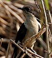 in Kolleru Lake, Andhra Pradesh, India.