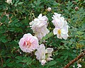 'Prairie Sweetheart', Marshall 1977 'Prairie Youth' × Unknown