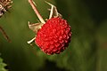 Rubus parviflorus