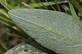 Senecio integerrimus