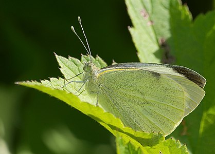 Pieris brassicae (Large White)