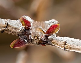 Ice-encased buds