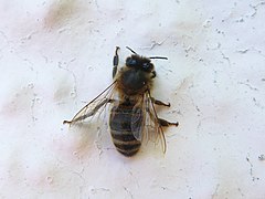 Apis mellifera Pinewood 03.jpg