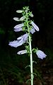 Campanula sibirica