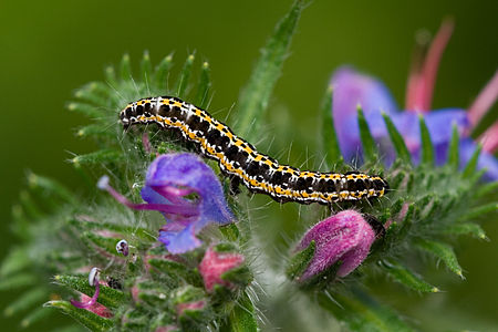 Ethmia bipunctella, caterpillar