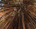 51 Long hanging vines of a strangler fig seen from below in Luang Prabang Laos uploaded by Basile Morin, nominated by Basile Morin,  11,  0,  0