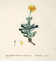 Mesembryanthemum dalabriforme, 1799-1837