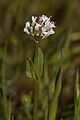 Plectritis macrocera