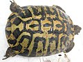 Testudo hermanni hermanni regionalform pugliese, questo esemplare ha circa 115 anni!! Female 115 years old !!