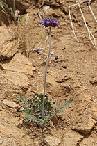 Salvia columbariae