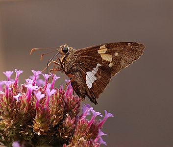 Epargyreus clarus (Silver-spotted Skipper)