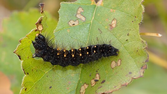 Acronicta auricoma (Scarce Dagger), caterpillar