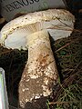 Amanita chlorinosma