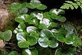 Anemone hepatica.