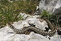 Vipera ursinii