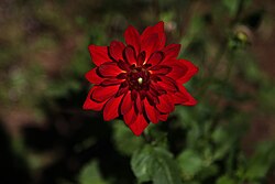 Dahlia rouge