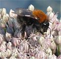 (nl: Boomhommel) Bombus hypnorum on leek flowers