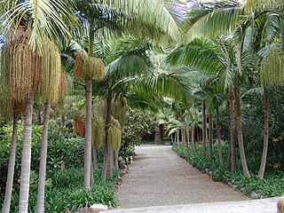 Botanical garden in Arucas