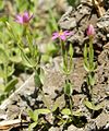 Centaurium pulchellum