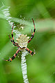 Argiope flavipalpis