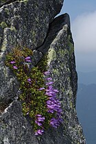 Mount Pilchuck State Park