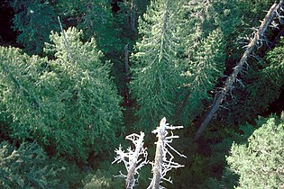 Gifford Pinchot National Forest, Washington