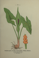 Plate 15 Arum maculatum