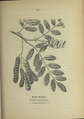 Plate 136 Robinia pseudacacia