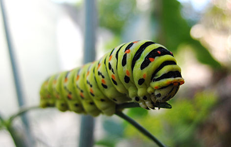 A common swallowtail caterpillar (Papilio machaon) Matka Canyon by User:Tashkoskim