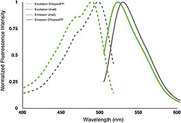 Adaptive-Evolution-of-Eel-Fluorescent-Proteins-from-Fatty-Acid-Binding-Proteins-Produces-Bright-pone.0140972.g006.jpg