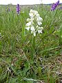 Anacamptis morio var. alba Germany - Langenalb