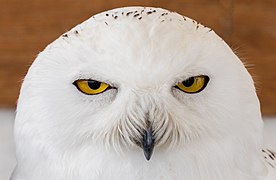 Portrait of a female Snowy owl (Bubo scandiacus), Arcos de la Frontera, Cádiz, Spain.